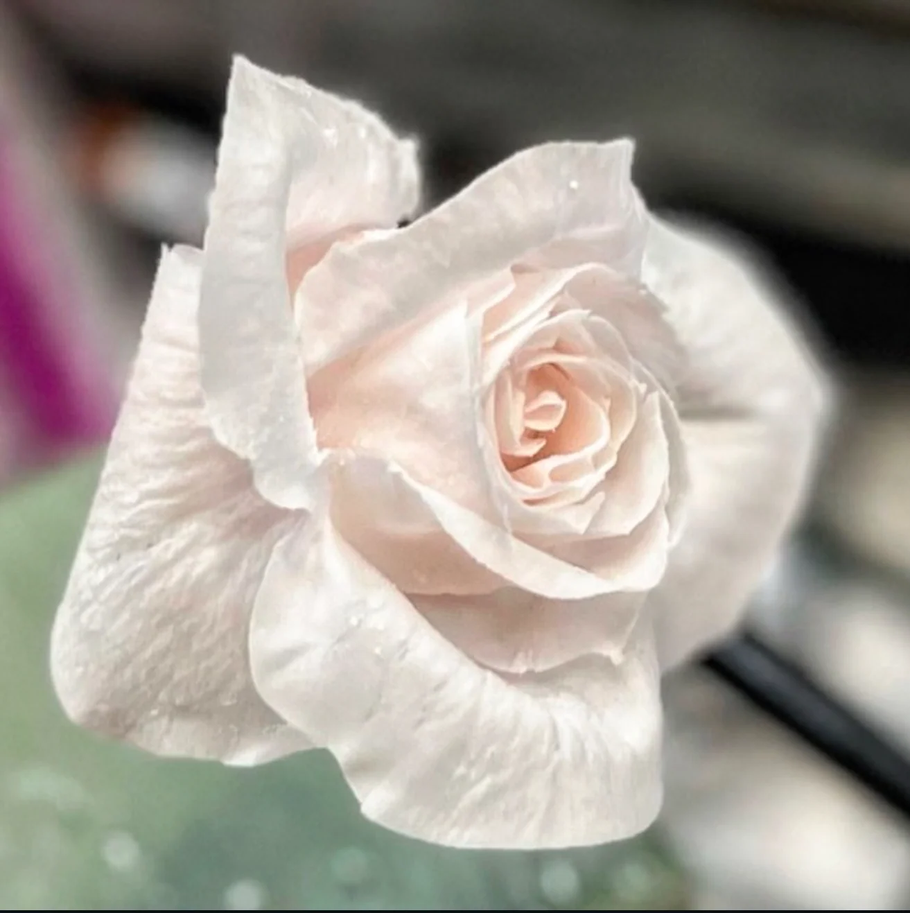 A pale pink sugar rose with softly curled petals