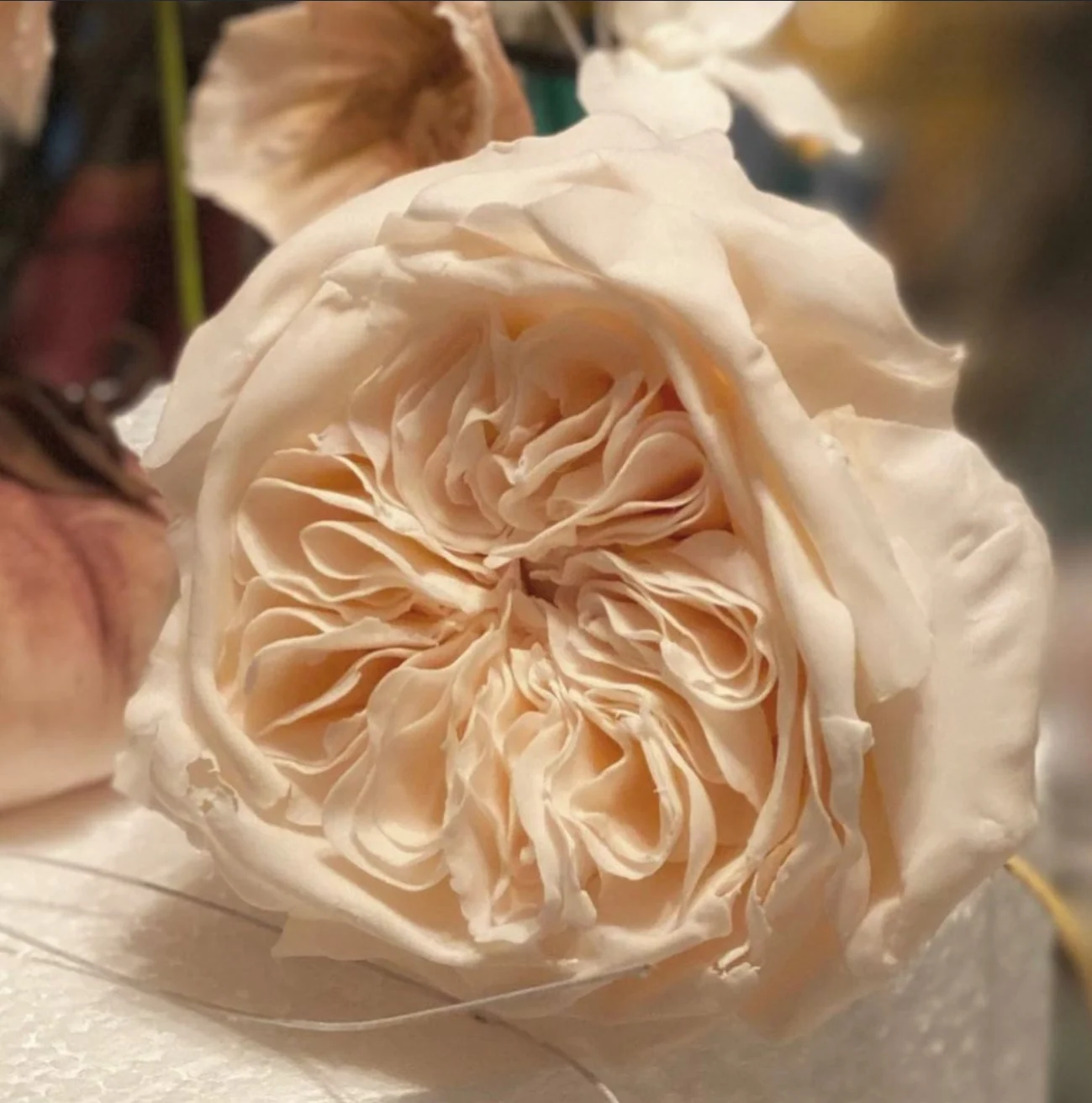 A close-up of a blush sugar rose, shaped petal by petal